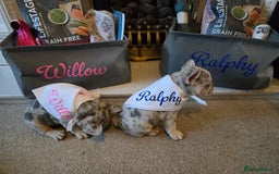 French Bulldog dogs for sale: frenchie pups merle ready now - Image 19
