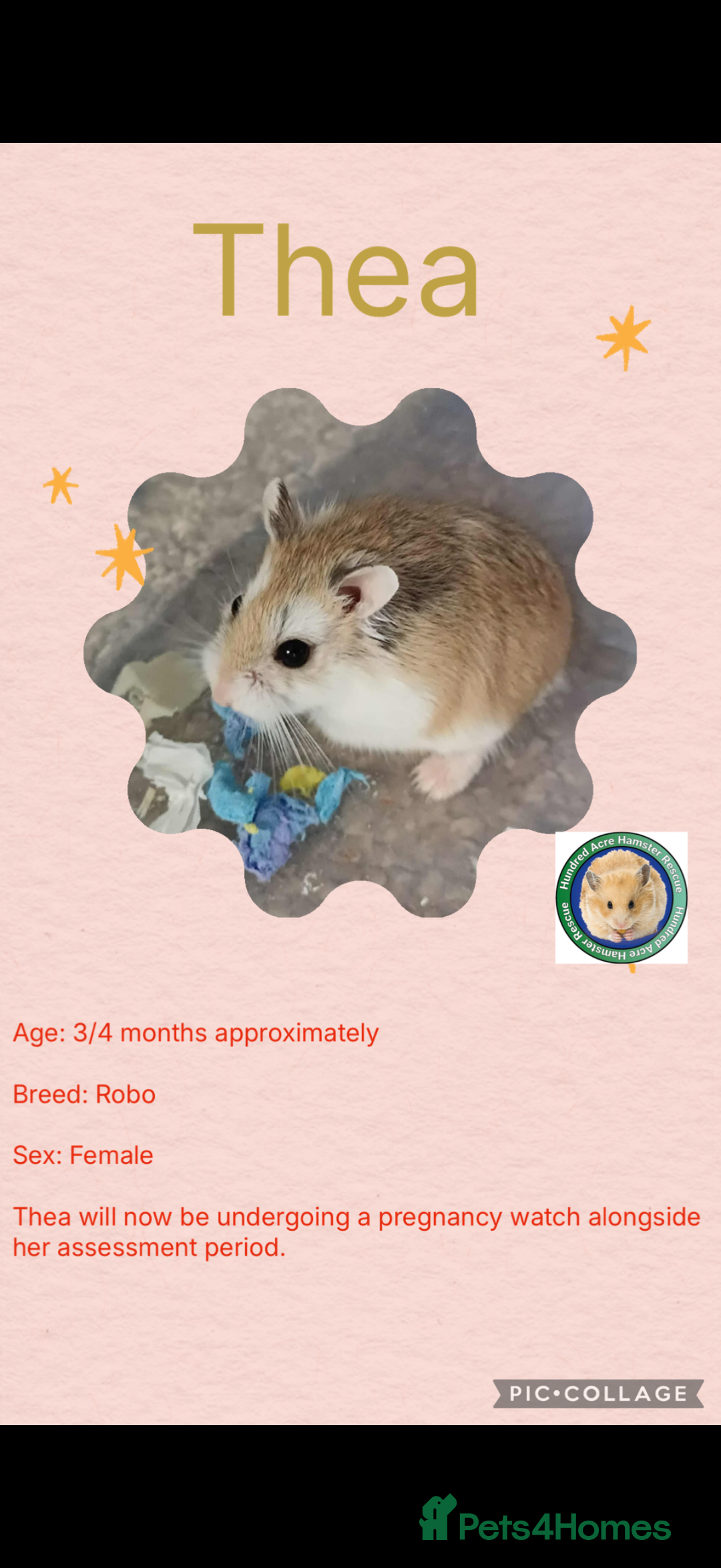 Hamster rodents for sale: Hamsters  - Advert 14