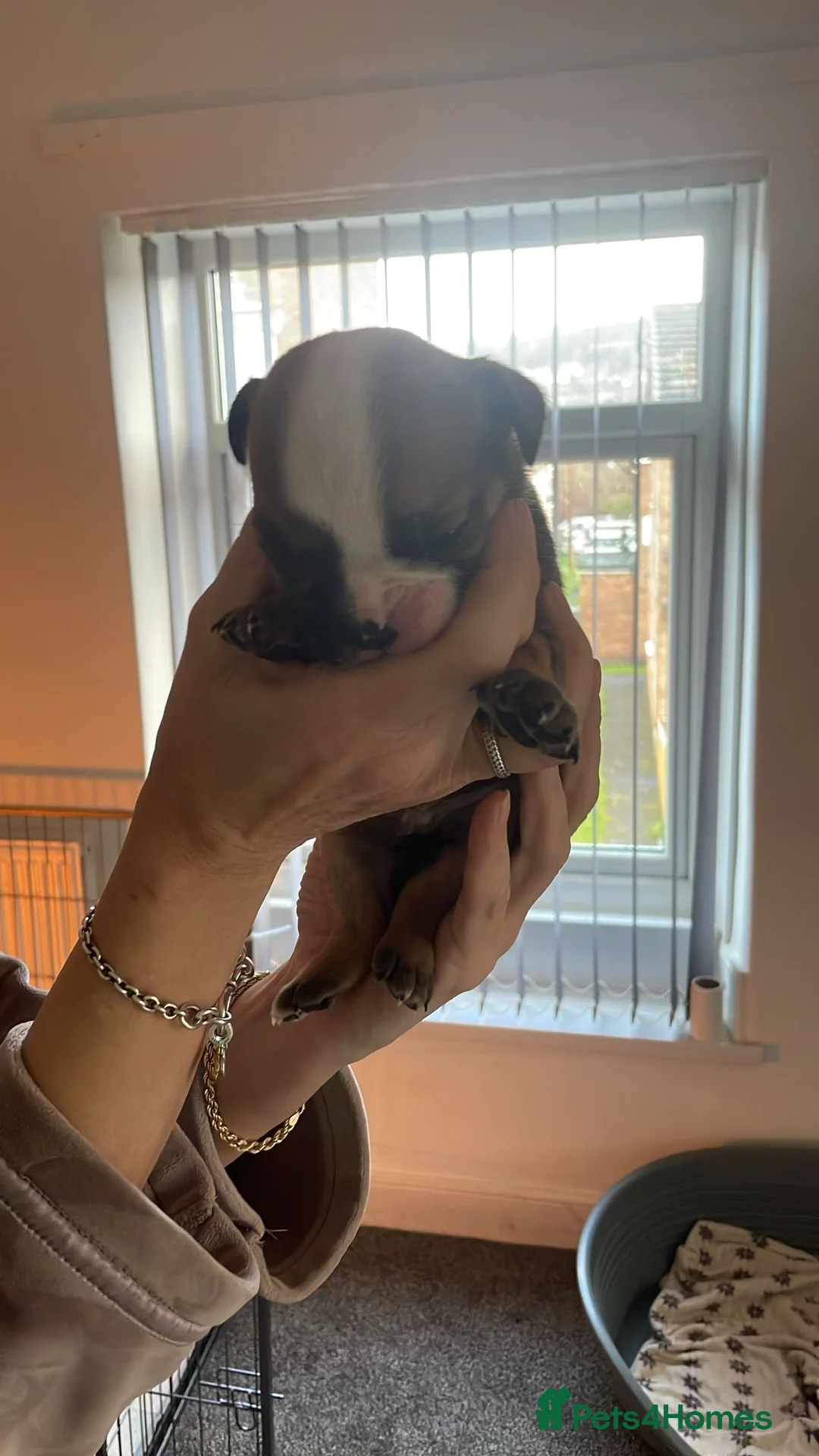 English Bulldog dogs for sale: New England bulldog puppies  - Advert 5
