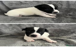 Jack Russell dogs for sale: 7 jack Russel puppies  - Image 8