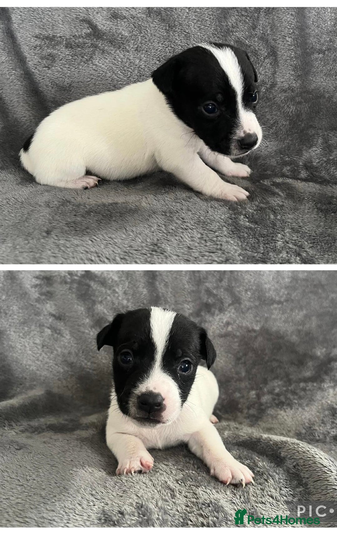 Jack Russell dogs for sale: 7 jack Russel puppies  - Image 8