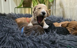 Cockapoo dogs for sale: Cockapoo Puppies Extensive Health Tested - Image 25