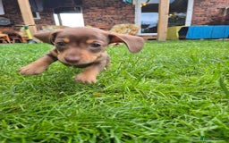 Miniature Dachshund dogs for sale: Miniature sausages Kc reg  in Wigan - Image 11