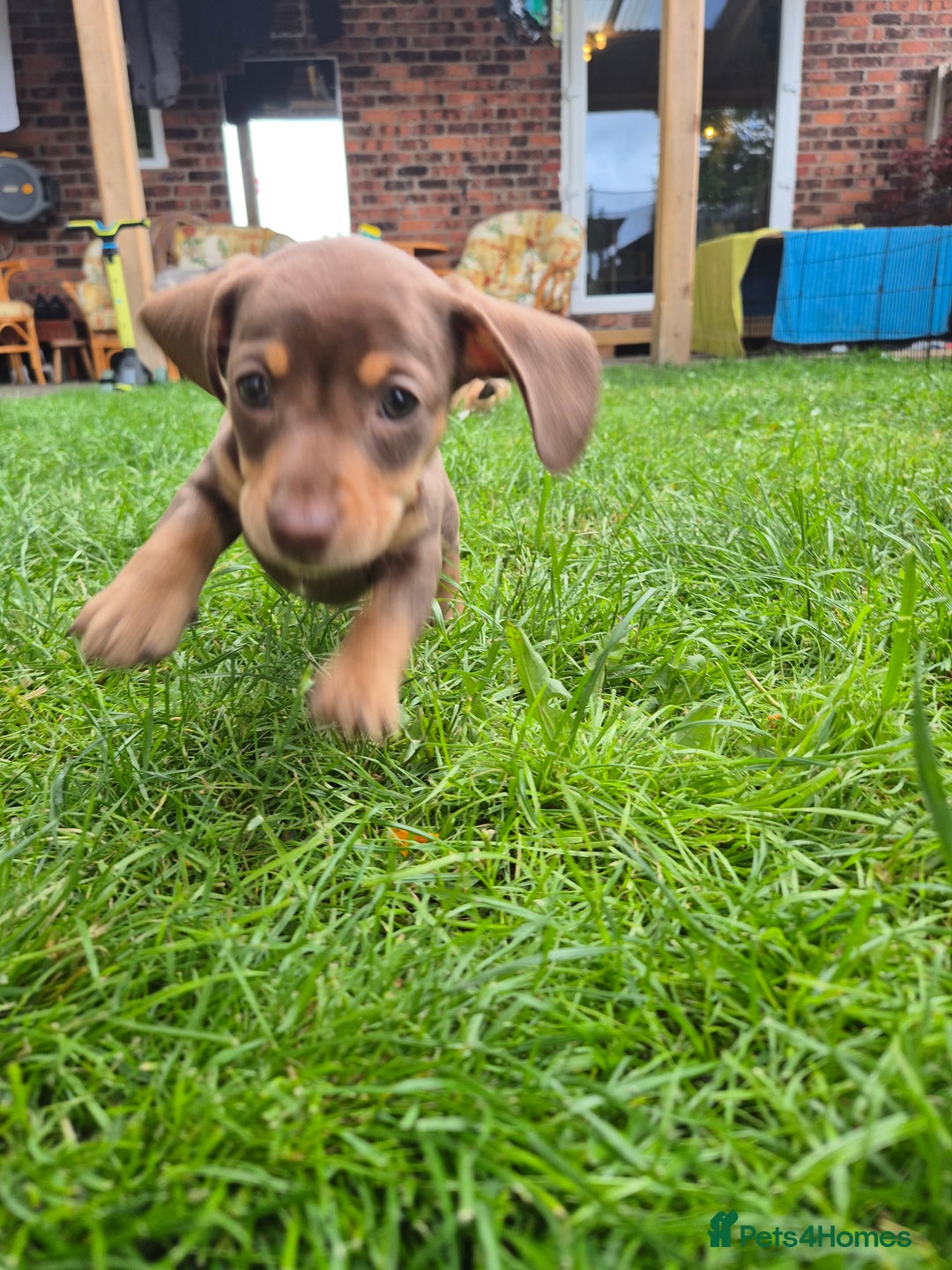 Miniature Dachshund dogs for sale: Miniature sausages Kc reg  in Wigan - Image 11