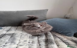 British Longhair cats for sale: British longhair last boy last girl in Watford - Image 12