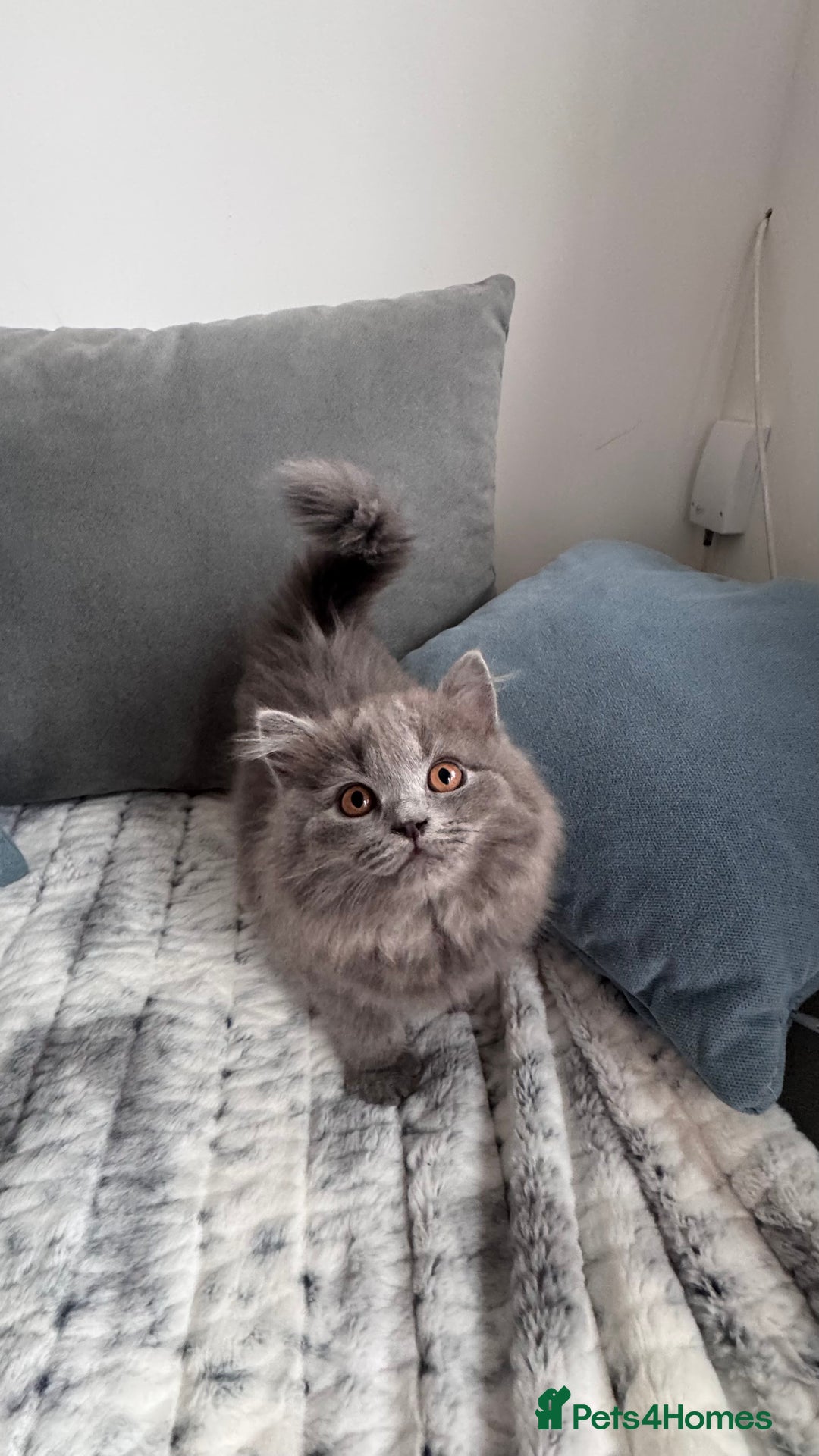 British Longhair cats for sale: British longhair last boy last girl in Watford - Image 12