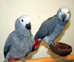 Parrots birds Tame African grey parrots for sale  - Advert 12