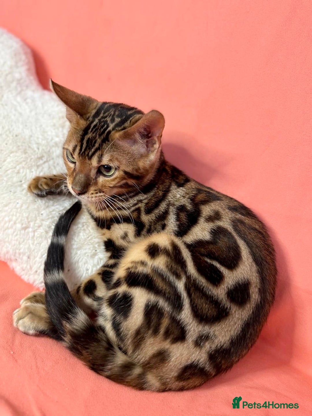 Bengal cats for sale: 🐾Purebred BENGAL Kittens🐾  - Image 4