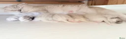 Scottish Fold cats for sale: Four kittens looking for a loving home - Advert 4
