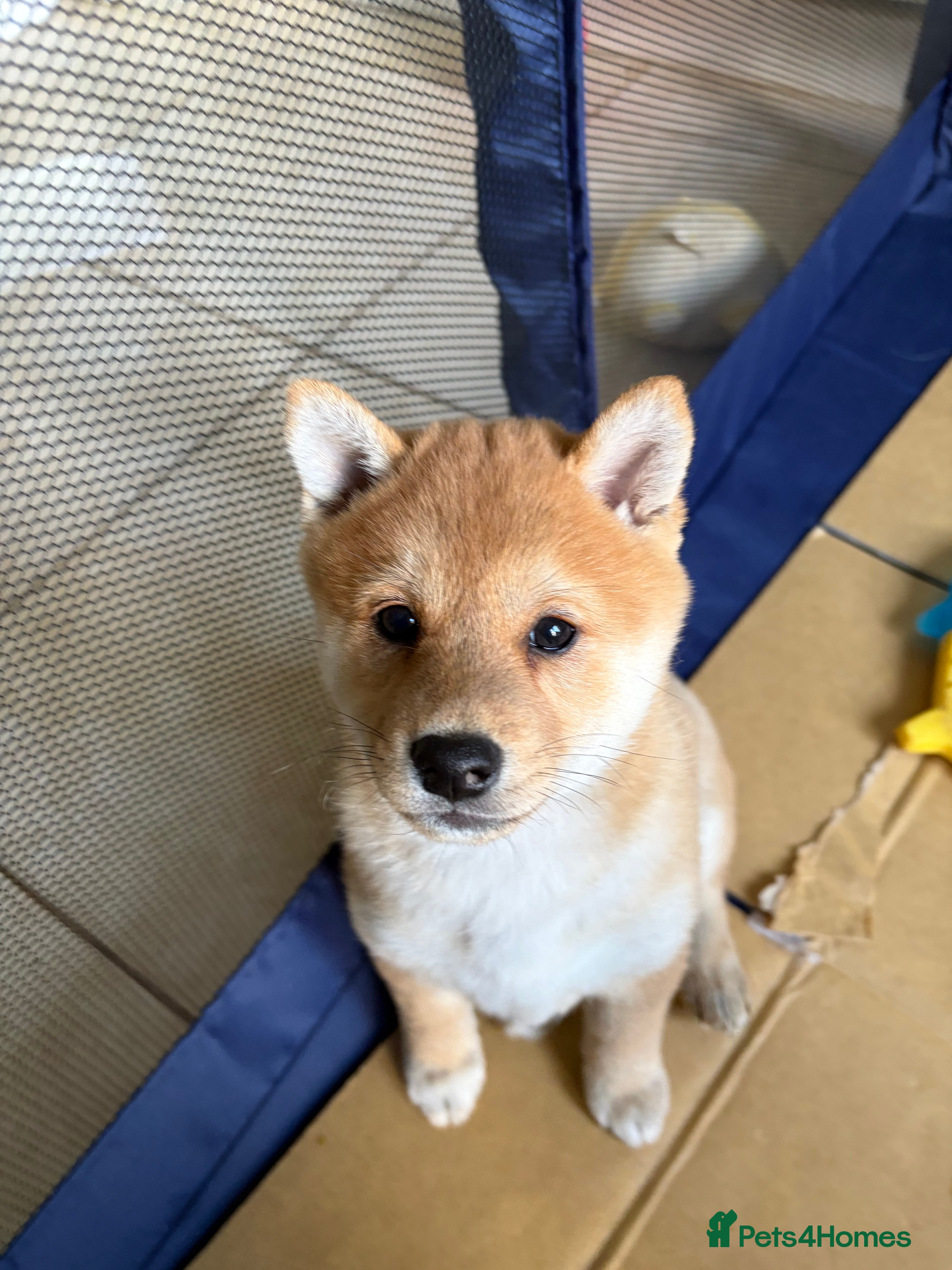 Japanese Shiba Inu dogs Beautiful Japanese Shiba Inu Girl– First Litter  - Advert 11