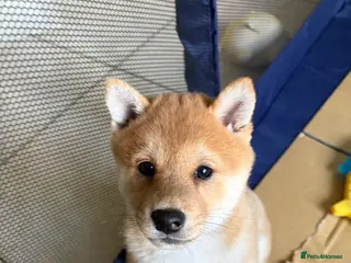 Japanese Shiba Inu dogs Beautiful Japanese Shiba Inu Girl– First Litter - Advert 11