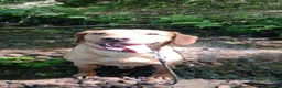 Labrador Retriever dogs for sale: Chunky nugget (nuggy)  in Derby - Advert 2
