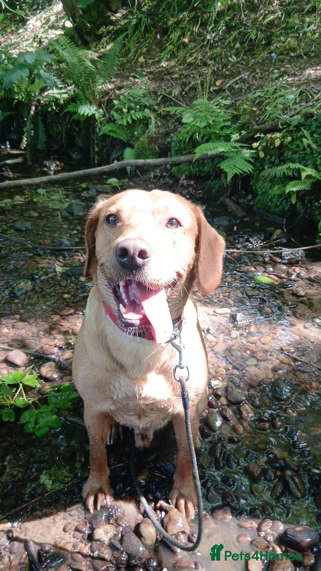 Labrador Retriever dogs for sale: Chunky nugget (nuggy)  in Derby - Advert 2