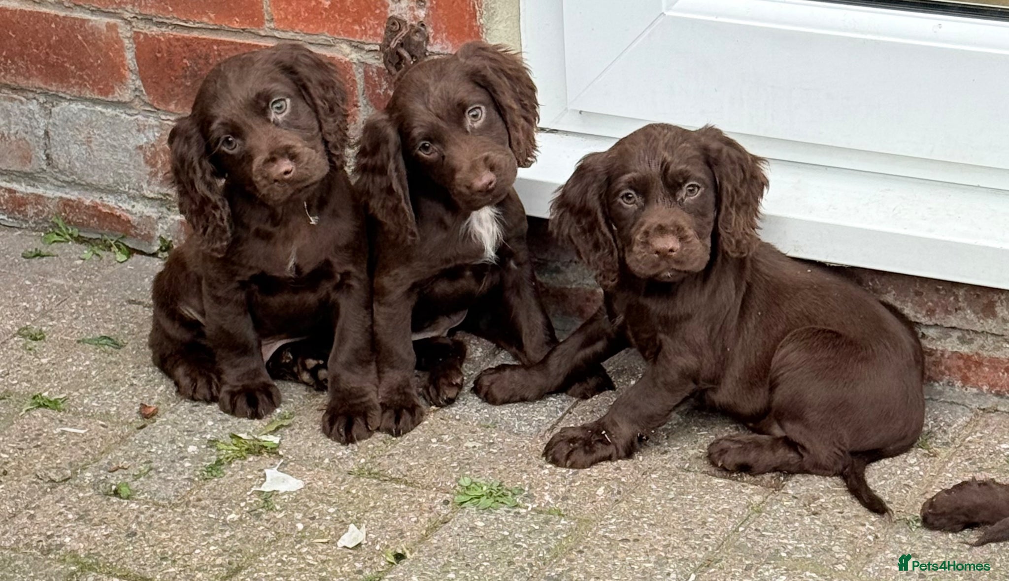 Cocker Spaniel dogs for sale: Cocker spaniel puppies  - Advert 11