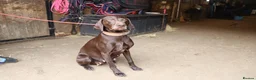 German Shorthaired Pointer dogs for sale: Beautiful KC GSP Puppies - Advert 2