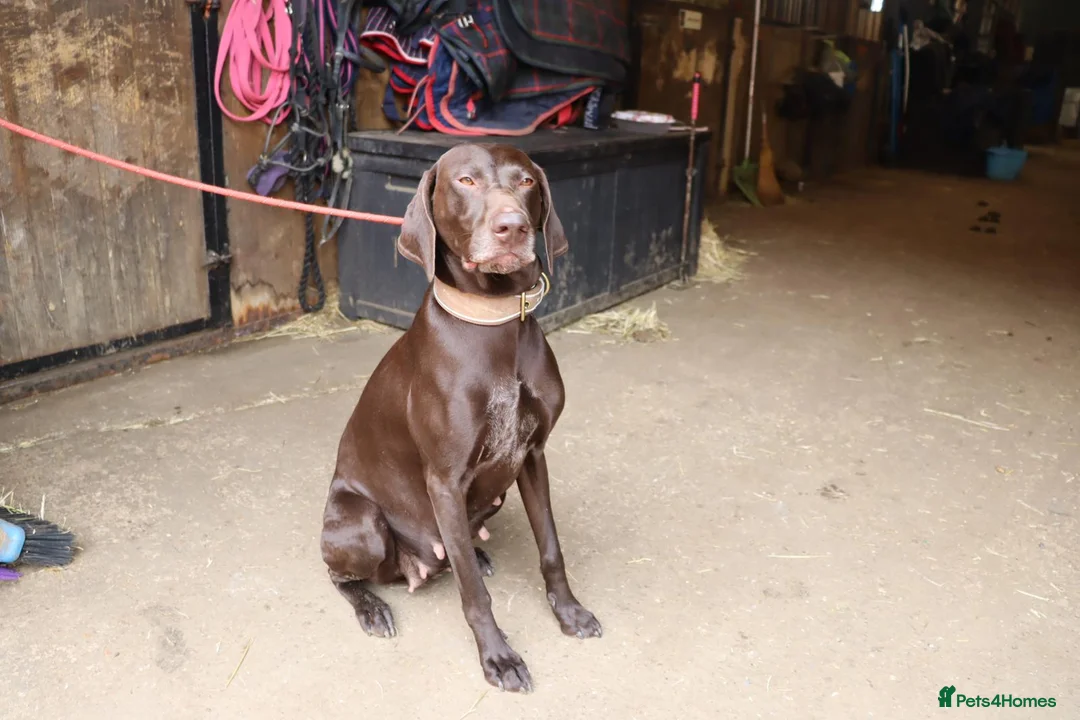 German Shorthaired Pointer dogs for sale: Beautiful KC GSP Puppies - Advert 2