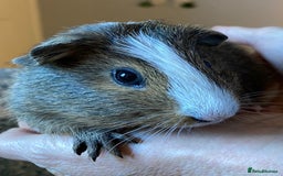 Guinea Pig rodents for sale: Lovely baby boy Guinea pigs - Image 10