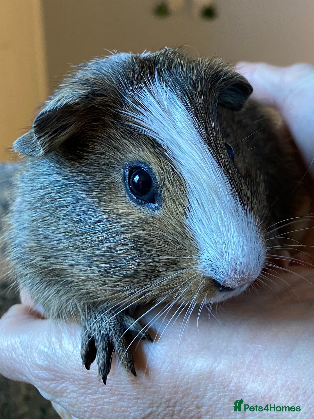 Guinea Pig rodents for sale: Lovely baby boy Guinea pigs - Image 10