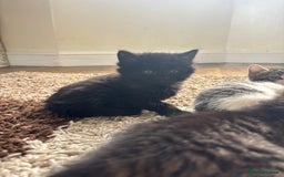 British Shorthair cats for sale: Cute kittens  - Image 9