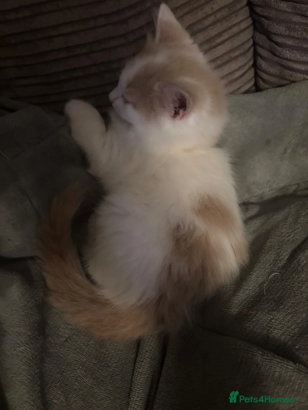 Mixed Breed cats for sale: Beautiful cream and apricot, fluffy female kitten - Advert 2