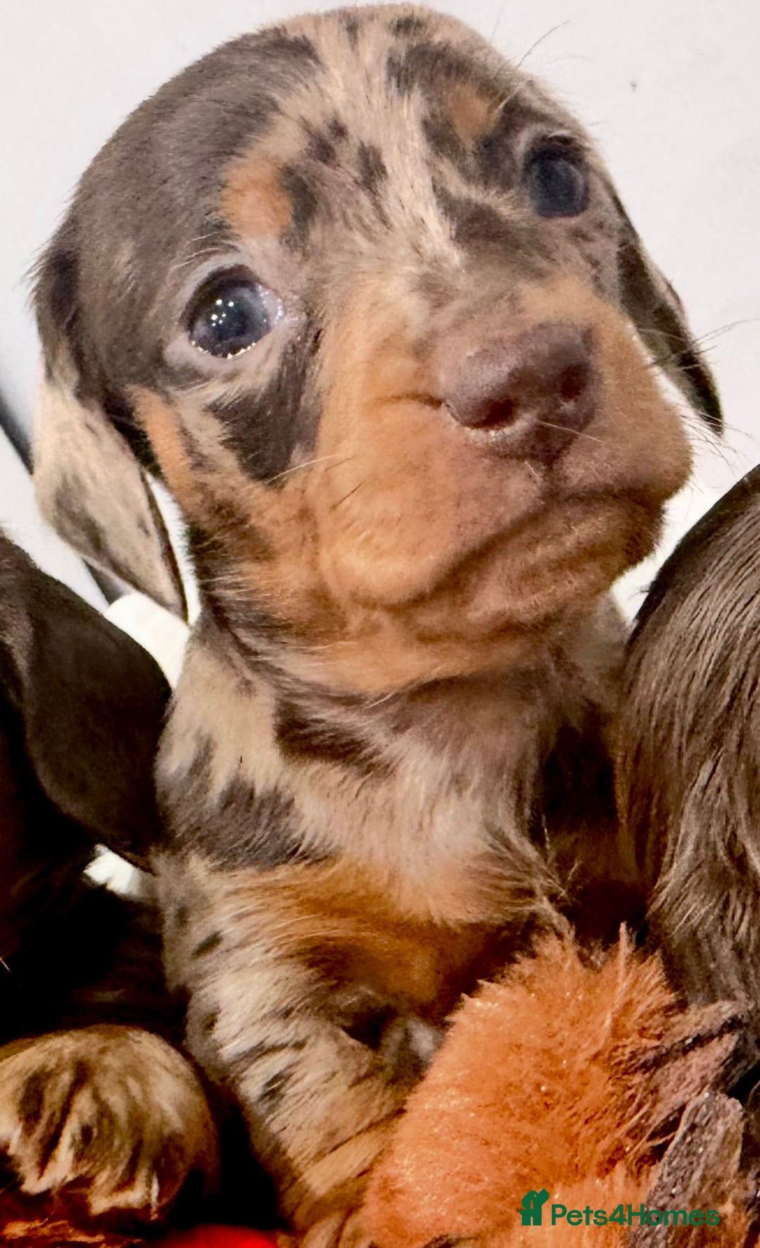 Miniature Dachshund dogs for sale: Absolutely stunning KC mini  girls🩷🩷🌟  - Advert 8