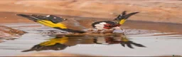 Canaries birds for sale: Canary  - Advert 4