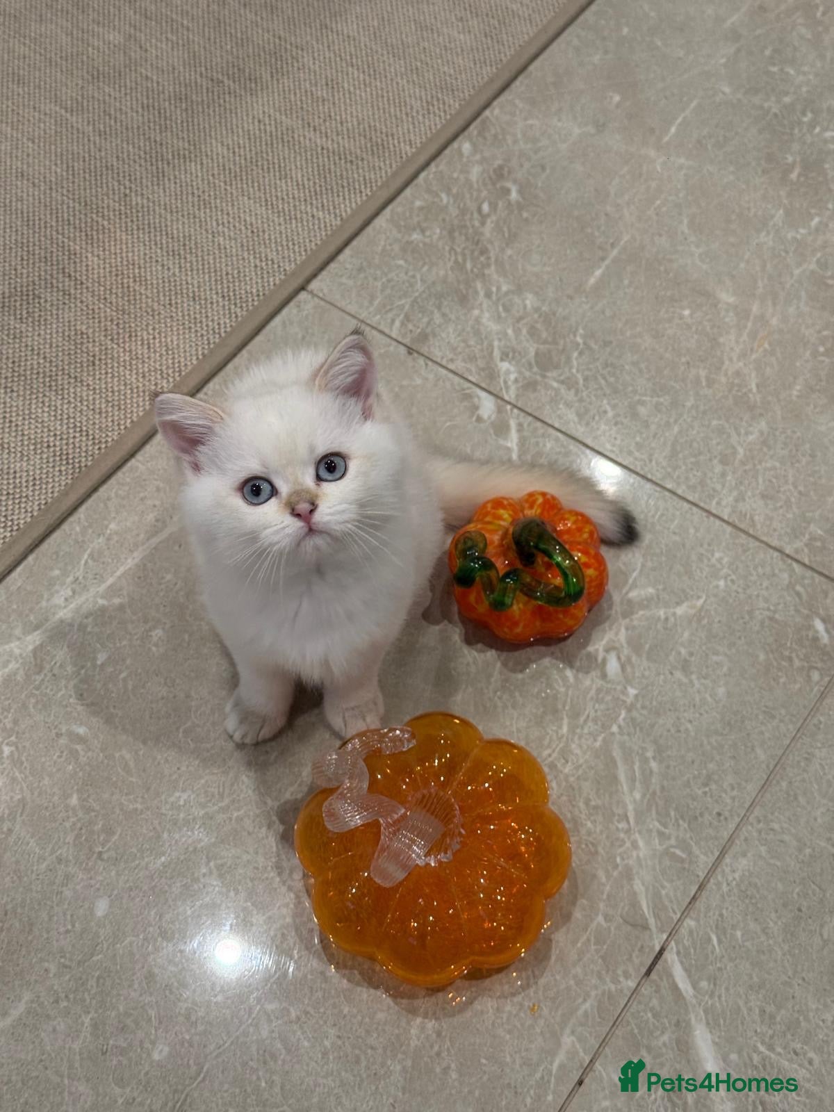 Scottish Fold cats for sale:  *LUXURY SCOTTISH KITTENS* - Advert 12