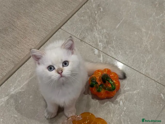 Scottish Fold cats for sale: *LUXURY SCOTTISH KITTENS* - Advert 1