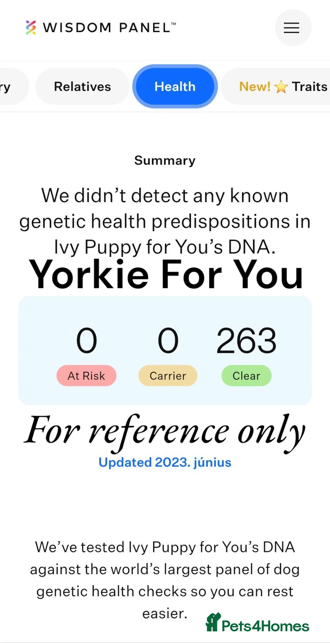 Yorkshire Terrier dogs for sale: 🤎 DNA tested parents-White Ocean Pearl boy 🤎 - Advert 10