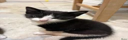 Mixed Breed cats for sale: Beautiful Kittens looking for loving homes in Carmarthen - Advert 7