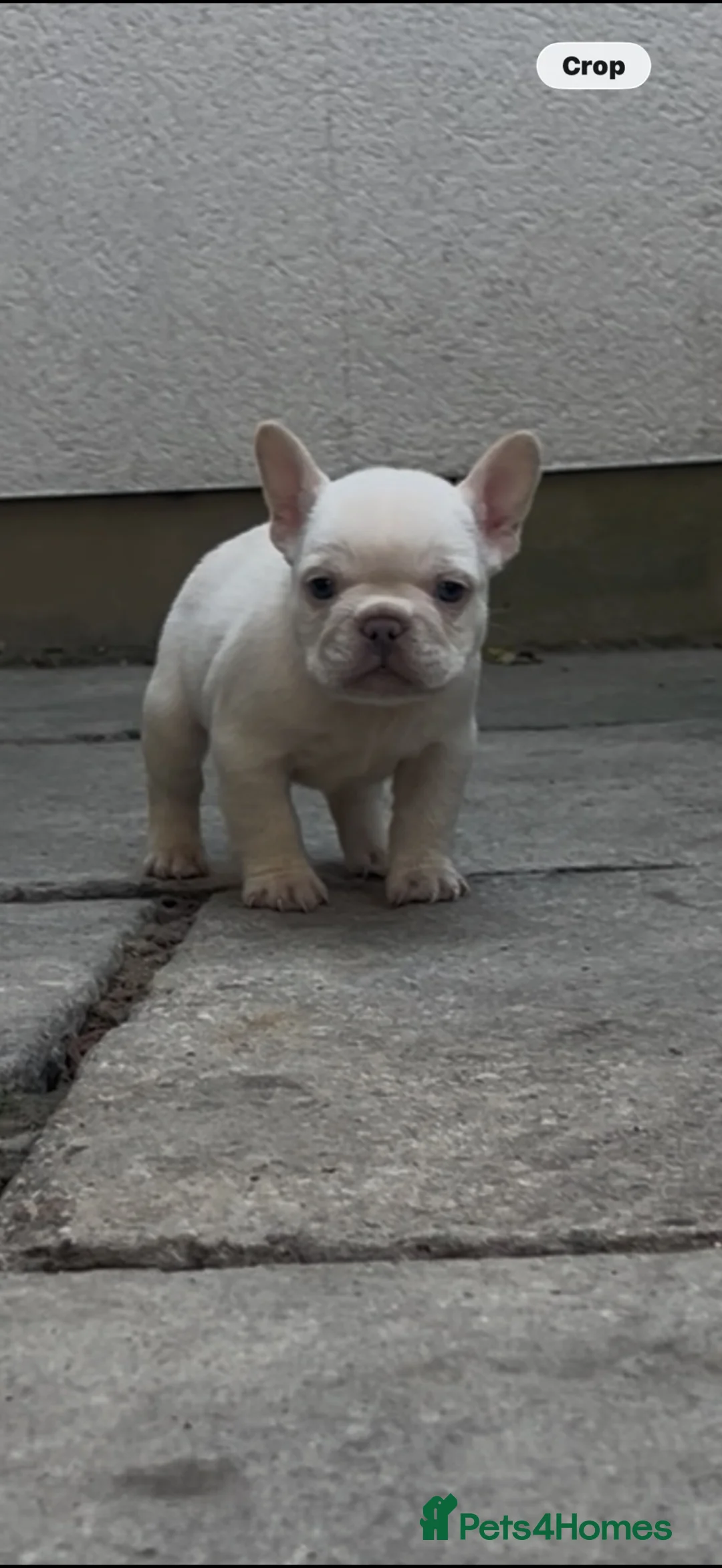 French Bulldog dogs for sale: French bull dog puppies - Advert 3