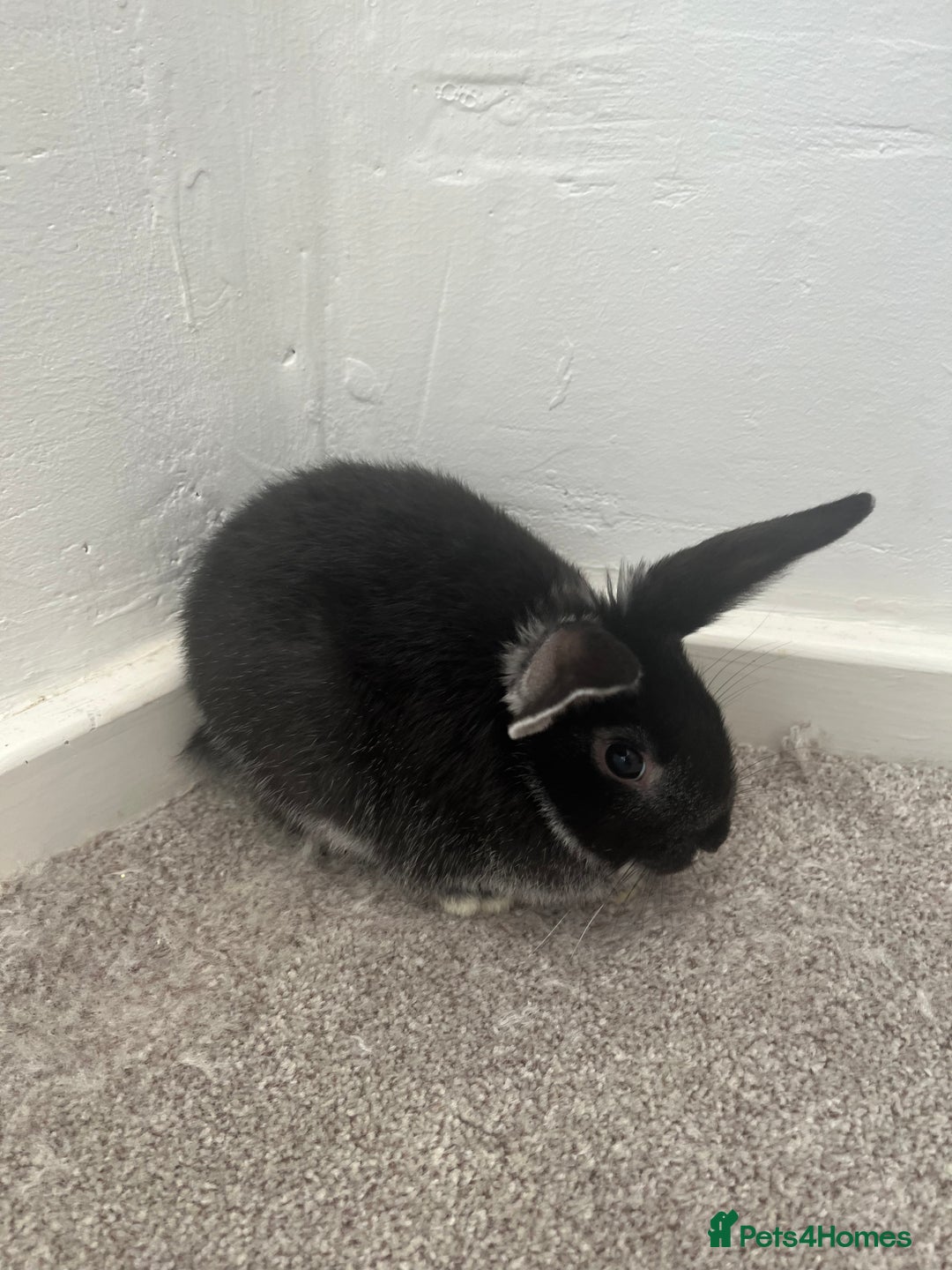 Mini Lop rabbits for sale: Black baby bunny - Advert 1