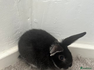 Mini Lop rabbits Black baby bunny - Advert 4