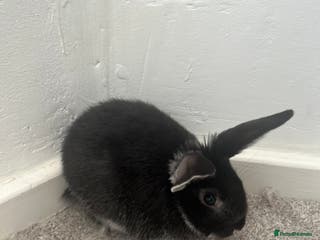 Mini Lop rabbits Black baby bunny - Advert 10
