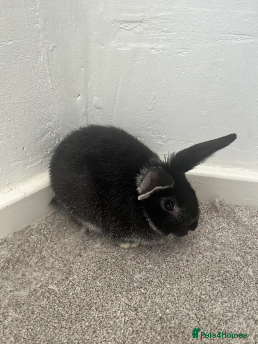 Mini Lop rabbits for sale: Black baby bunny - Advert 1