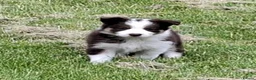 Border Collie dogs for sale: Red and white border collie puppies  in Rugeley - Advert 13