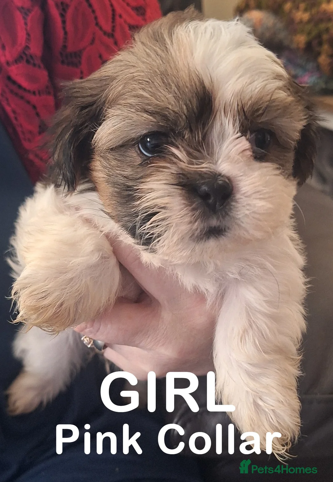 Shih Tzu dogs for sale: Shih-Tzu Puppies x 3 - Advert 2