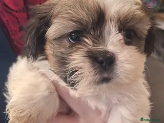 Shih Tzu dogs Shih-Tzu Puppies x 3 - Advert 4