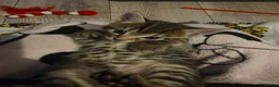 Mixed Breed cats for sale: 3 stunning boy kittens  - Advert 2