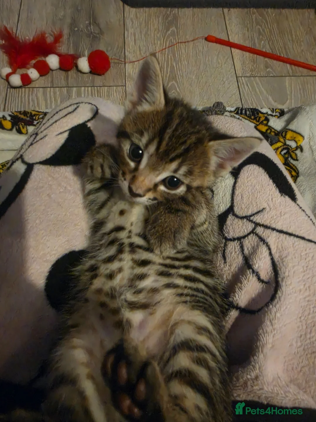 Mixed Breed cats for sale: 3 stunning boy kittens  - Advert 2