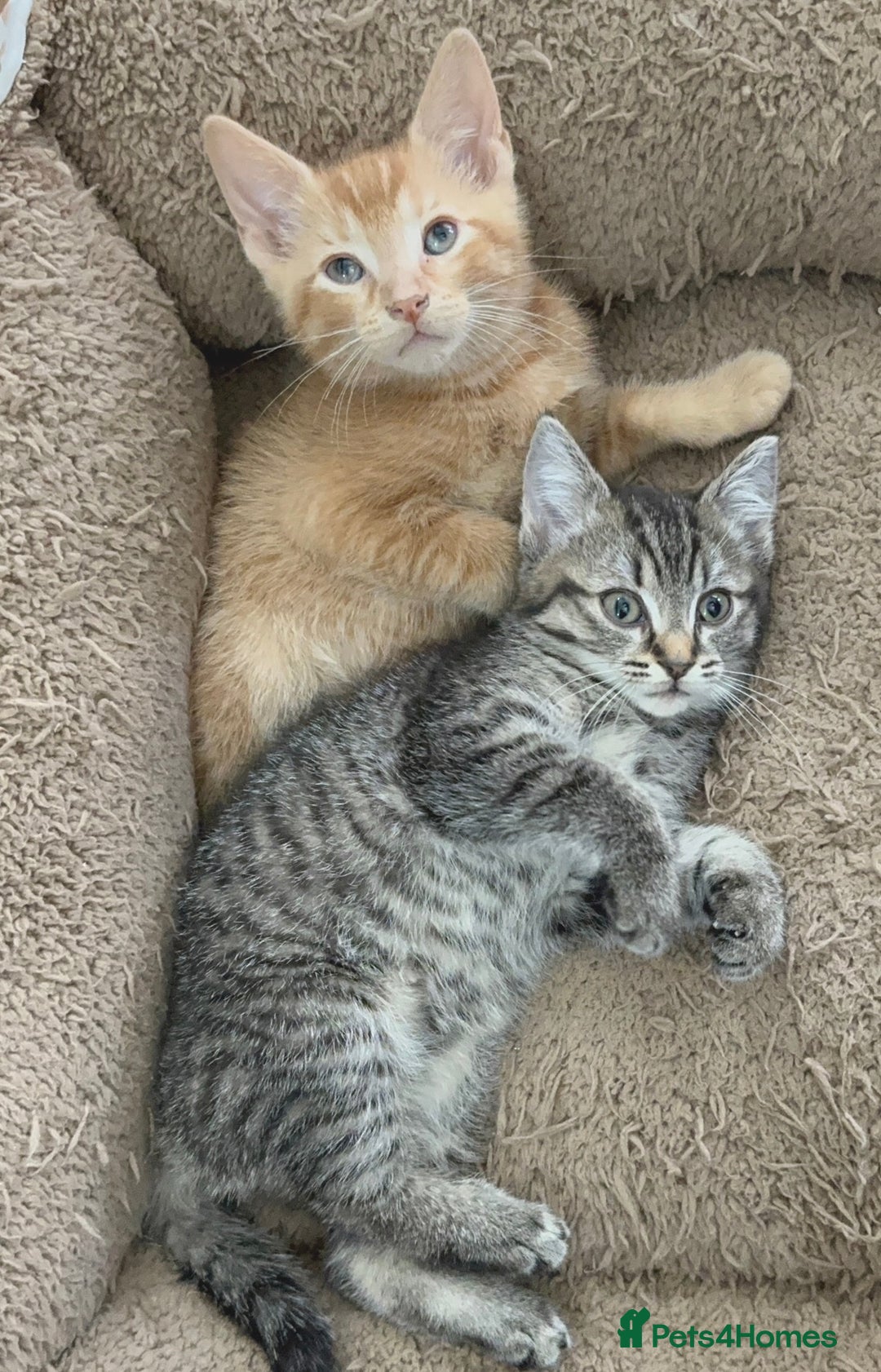 Mixed Breed cats for sale: Beautiful Kittens Ready for a Loving Home 🐾 - Advert 4