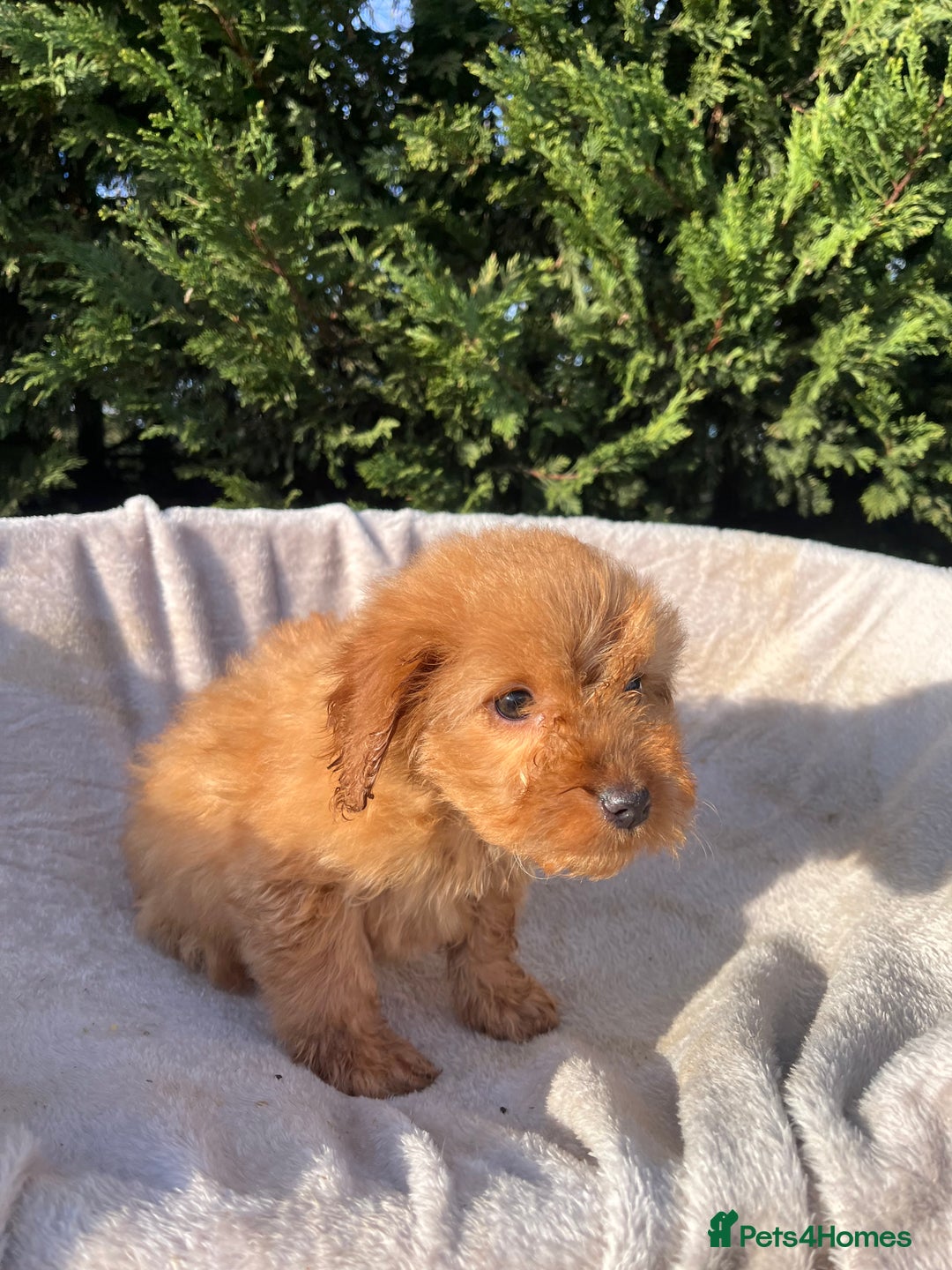 Cockapoo dogs for sale: Five beautiful cockapoos  - Advert 6