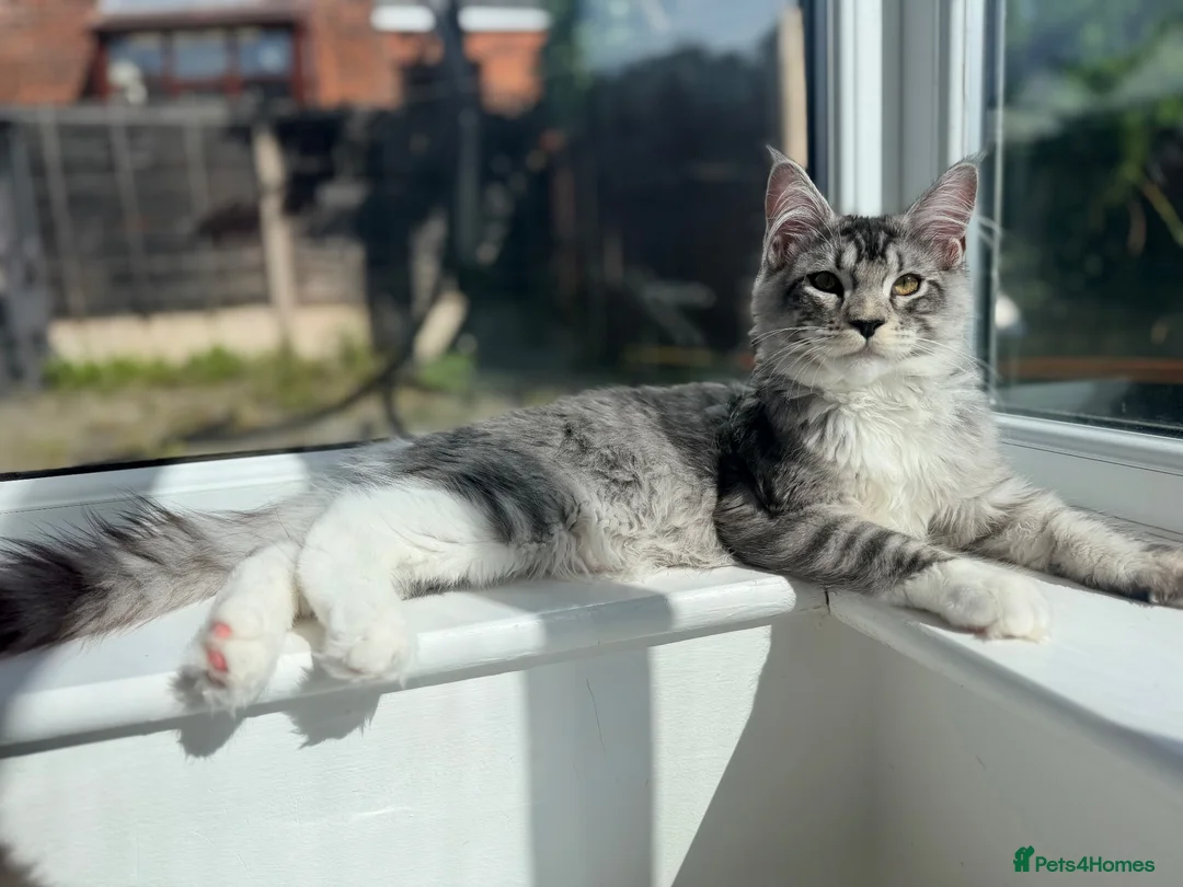 Maine Coon cats for sale: 3 stunning TICA Boys - Advert 1