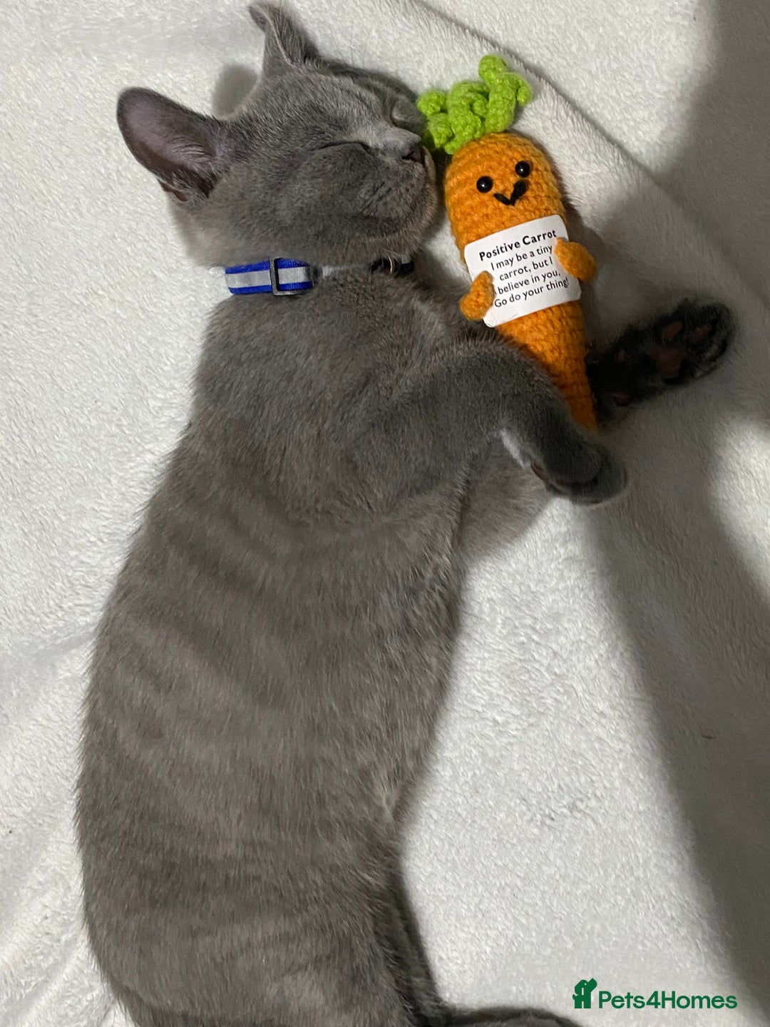 British Shorthair cats for sale: Adorable British shorthair kittens  - Image 2