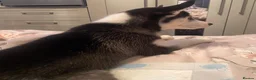 Siberian Husky dogs for sale: Husky - Advert 6