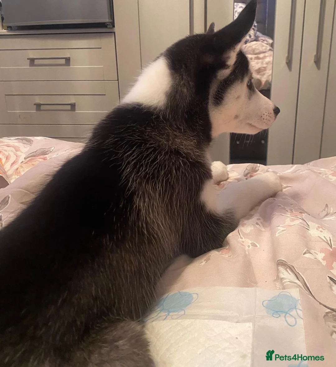 Siberian Husky dogs for sale: Husky - Advert 6