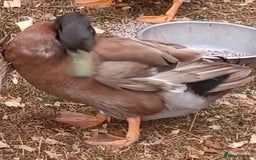 Ducks poultry for sale: Khaki Campbell 2025 drakes, offers considered in Tiverton - Image 18