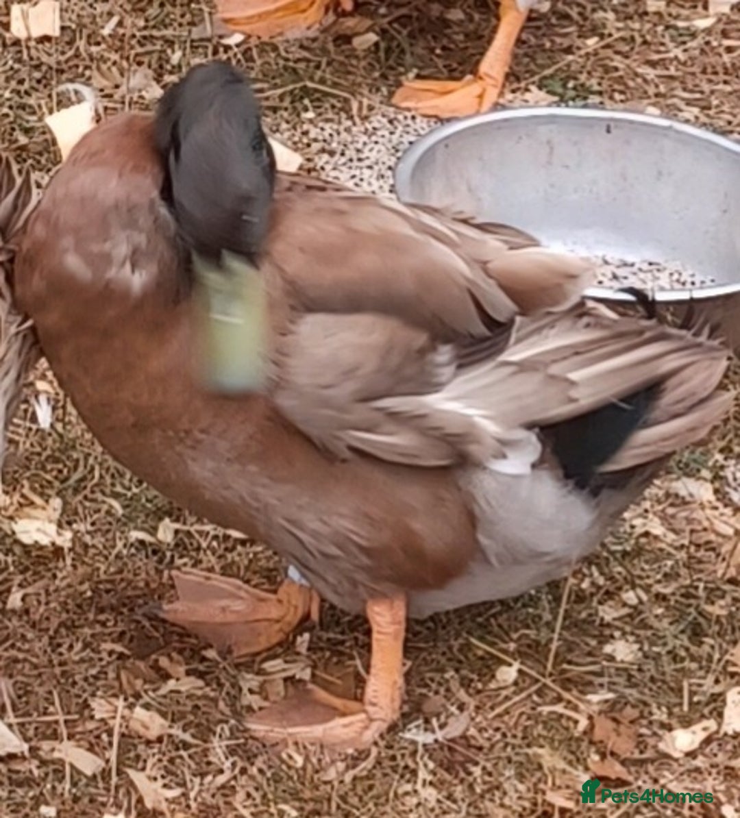 Ducks poultry for sale: Khaki Campbell 2025 drakes, offers considered in Tiverton - Image 18
