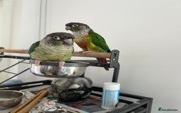Conures birds for sale: Conures pairs  - Image 1