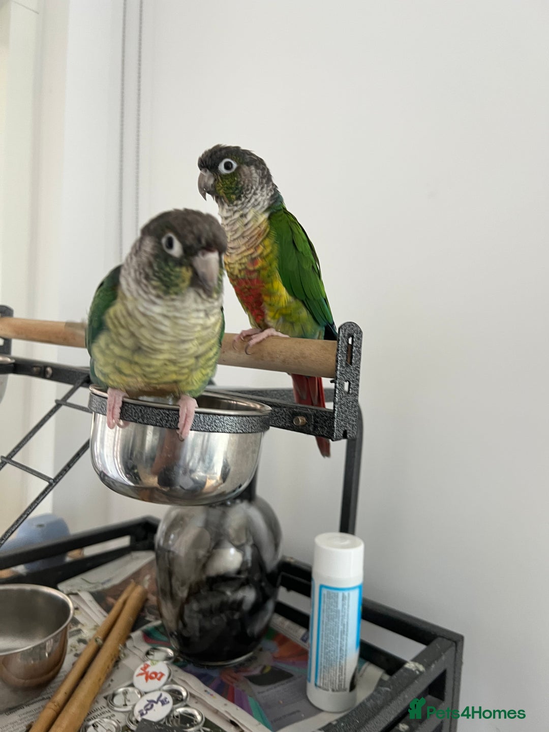 Conures birds for sale: Conures pairs  - Image 1